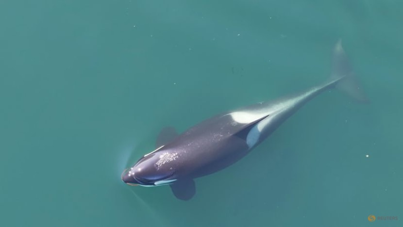 Killer whales use seaweed as tools to groom each other