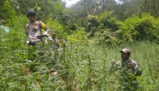 Viral ladang ganja di Bromo Tengger Semeru, terkait larangan drone?