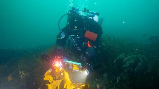 受高温极端天气影响 济州岛软珊瑚大量死亡恐冲击当地海洋生态