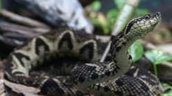 Related article image