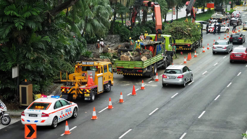 Large tree falls across Scotts Road, obstructing traffic for at least 3 hours