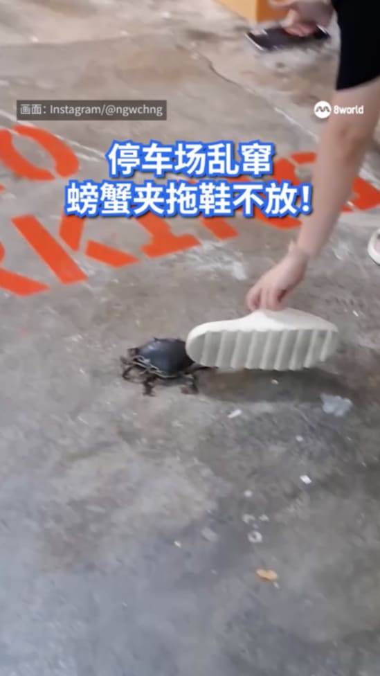crab
