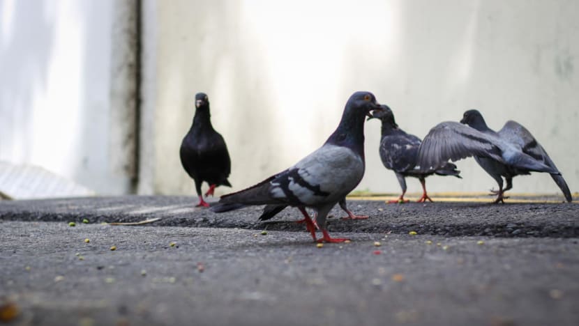 Pigeon feeding: NParks took enforcement action against more than 400 cases in last 3 years Pigeon feeding: NParks took enforcement action against more than 400 cases in last 3 years