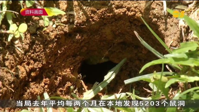 本地下周起试行安装热能感应器监测鼠患点