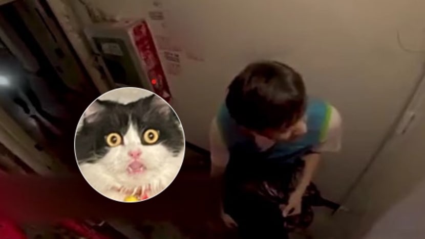 Deliveryman Meows At Door To Alert Customer Hiding PS5 Order From Wife & Spooks His Neighbour