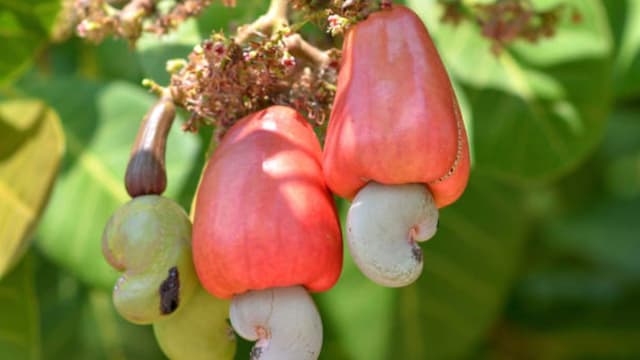 柬埔寨农产品进军中东新市场 逾十吨腰果进军中东市场