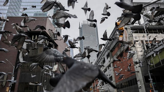 研究：人为噪音污染干扰鸟类生活与繁殖