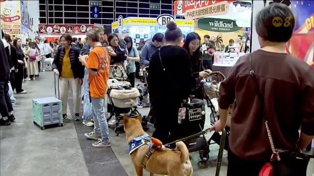 香港宠物节吸引近千商家参展 狮城业者进军高端宠物食品市场