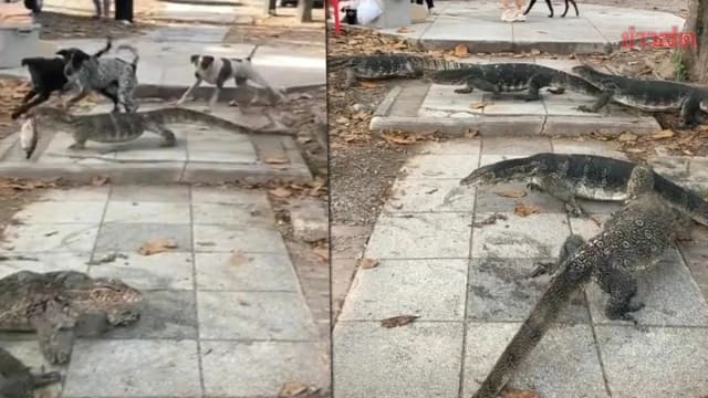 泰国巨蜥大战狗群 网民：以为进了侏罗纪公园