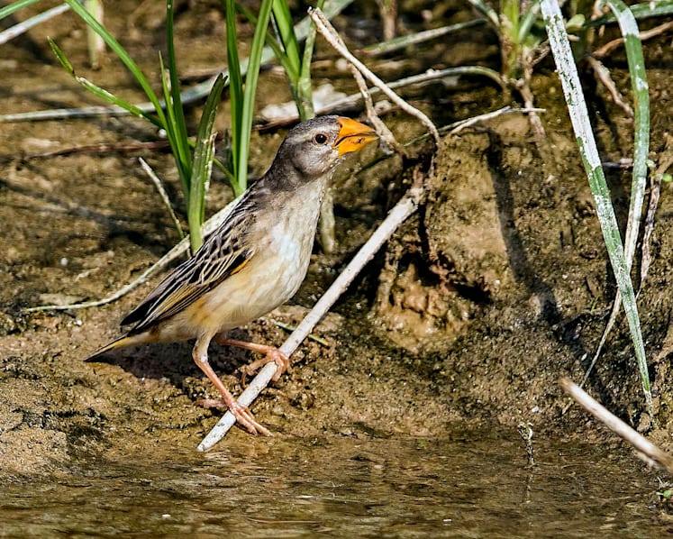 Fears grow that invasive bird species may cause havoc here
