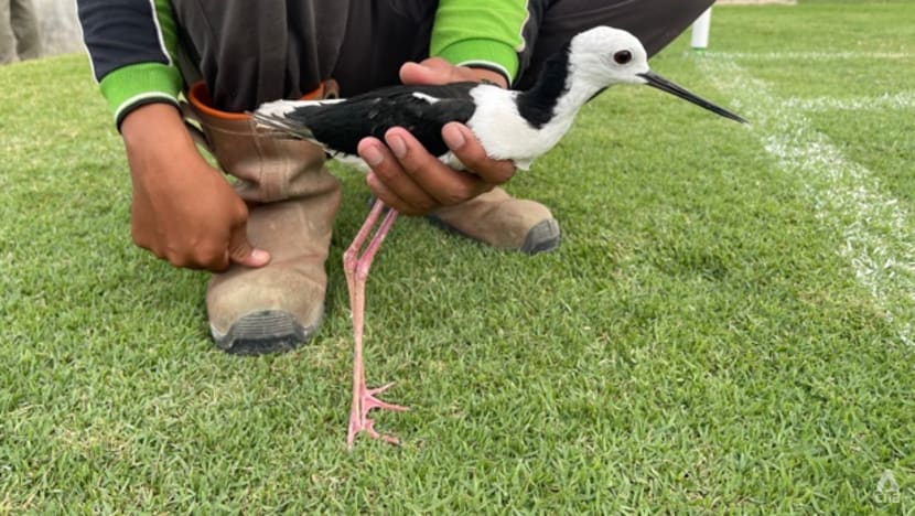 Indonesia’s largest stadium turns to shorebirds to maintain grass turf Indonesia’s largest stadium turns to shorebirds to maintain grass turf