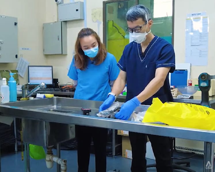 What happens after an animal dies at the Singapore Zoo? Meet the vet who investigates every death 