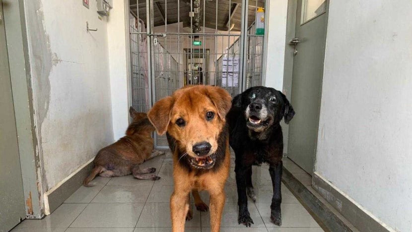 Most S’pore animal shelters full as groups cancel pet adoption drives amid Covid-19 outbreak