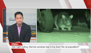 What's Coming Up - Talking Point On The Battle Against Rats In Singapore