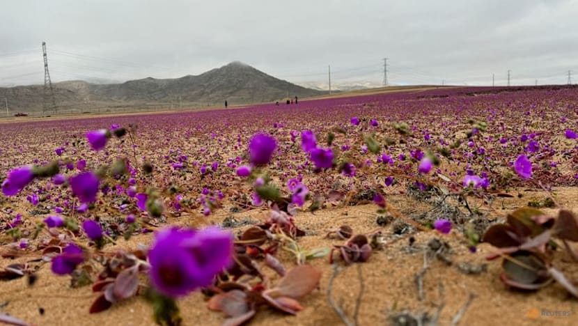 Chile's Atacama desert flower could hold key to drought tolerant crops