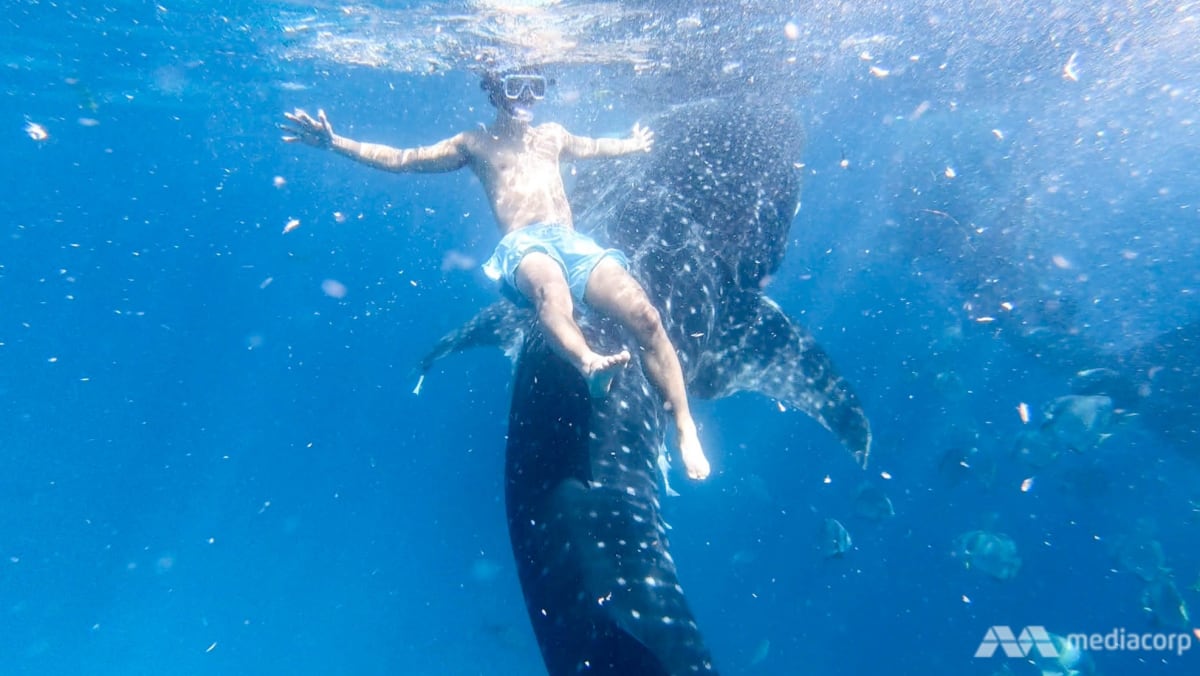 Whale shark selfies in the Philippines’ seaside ‘theme park’: A tourist experience that's out of control? - CNA