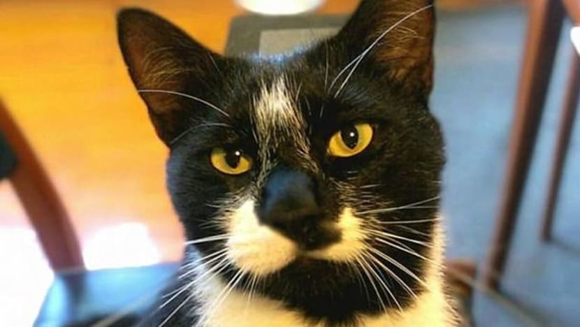 Jiran-jiran hilang pakaian dalam, kucing ini rupanya si 'pencuri bersiri' Jiran-jiran hilang pakaian dalam, kucing ini rupanya si 'pencuri bersiri'