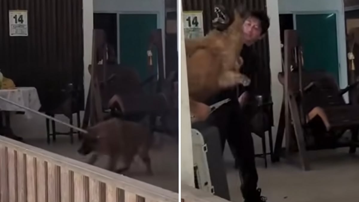 Dogs removed from Seletar farm were trapped with ‘acceptable’ amount of force: NParks