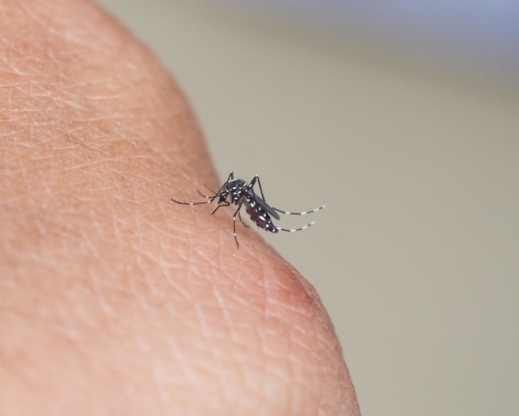 Rising temperatures could increase risk of new infectious diseases in Singapore: Experts