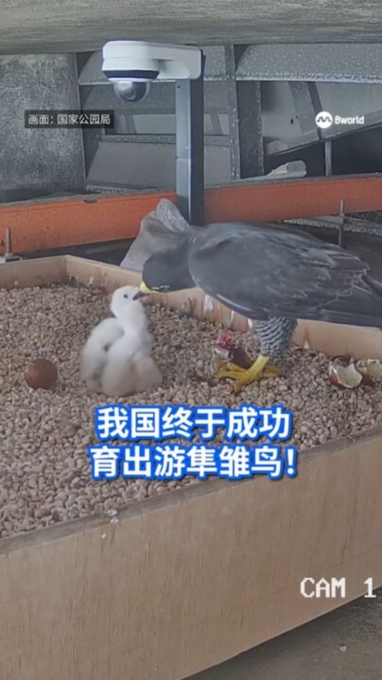 三度尝试终于成功 我国首次成功育出游隼雏鸟