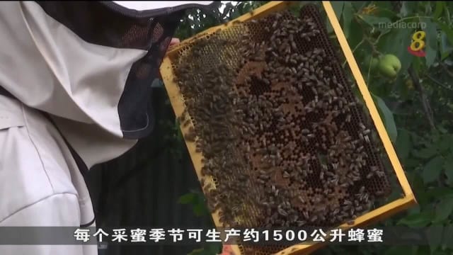 战火蹂躏下养蜂场遭破坏 乌克兰今年蜂蜜产量料将大跌约四成
