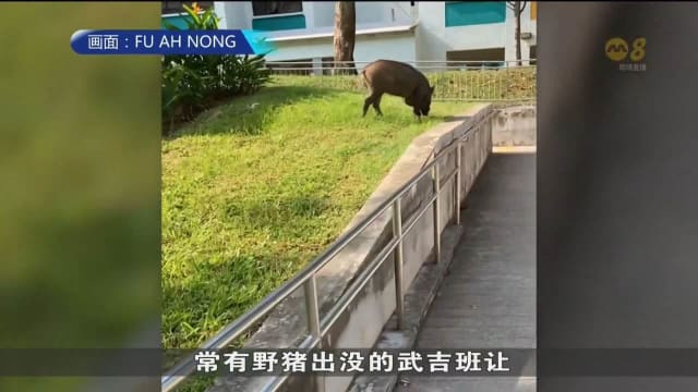 武吉班让常有野猪出没 居民出门成群结队远离丛林