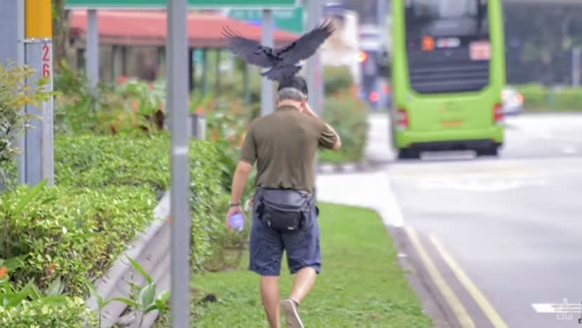 Laluan pejalan kaki di Bishan ditutup sejam setelah sekawan burung gagak serang orang lalu-lalang