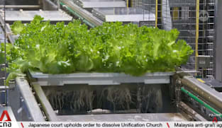 Fresh S$70m in funds to help local farms improve output, quality of produce