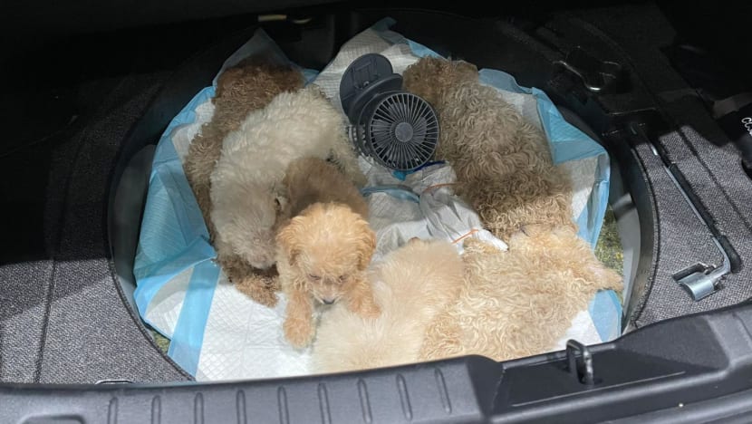 Jail for man who smuggled 26 puppies into Singapore; 19 died
