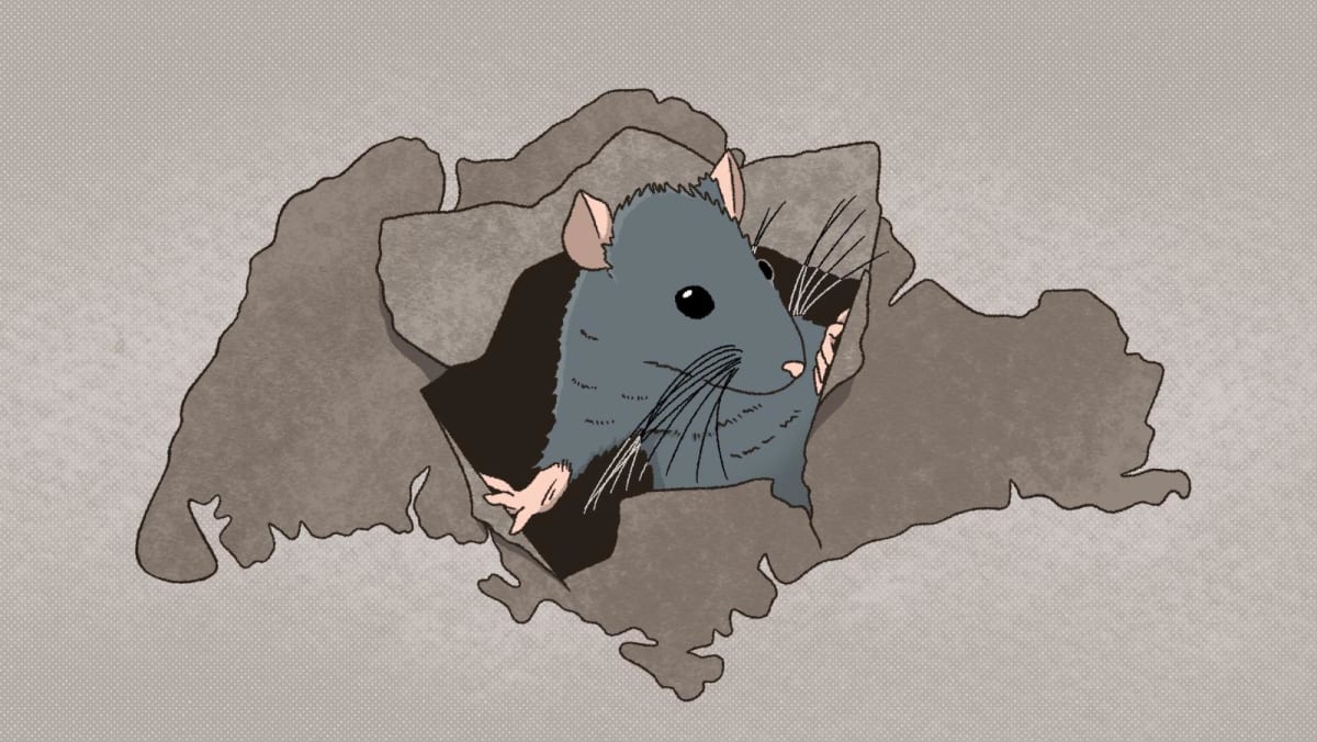 Rats! These tiny, scurrying rodents can cause greater harm than you think and here's what we can do about the scourge - CNA