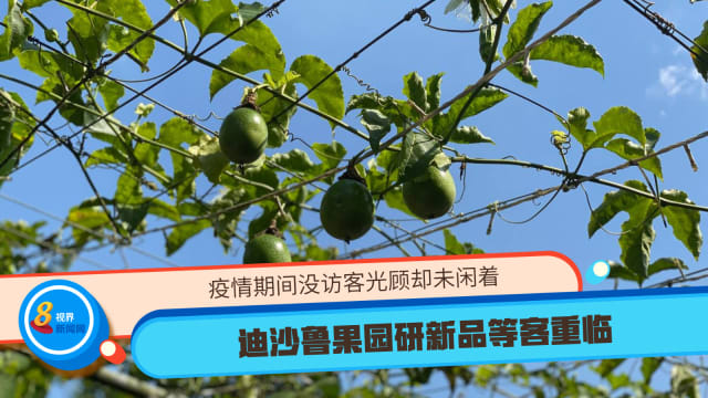 疫情期间没访客光顾却未闲着 迪沙鲁果园研新品等客重临