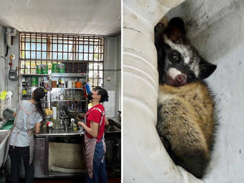 A juvenile common palm civet, nocturnal by nature and rarely seen outside of forests and mangroves, was sighted at a coffee shop in Queenstown on Nov 11, 2022.