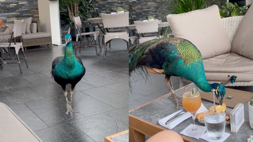 Sneaky Peacock Caught On Camera Stealing Peanuts At Capella Hotel Sneaky Peacock Caught On Camera Stealing Peanuts At Capella Hotel