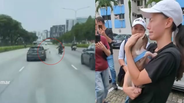 宠物狗快速公路乱奔 警民合力将它救起赢赞