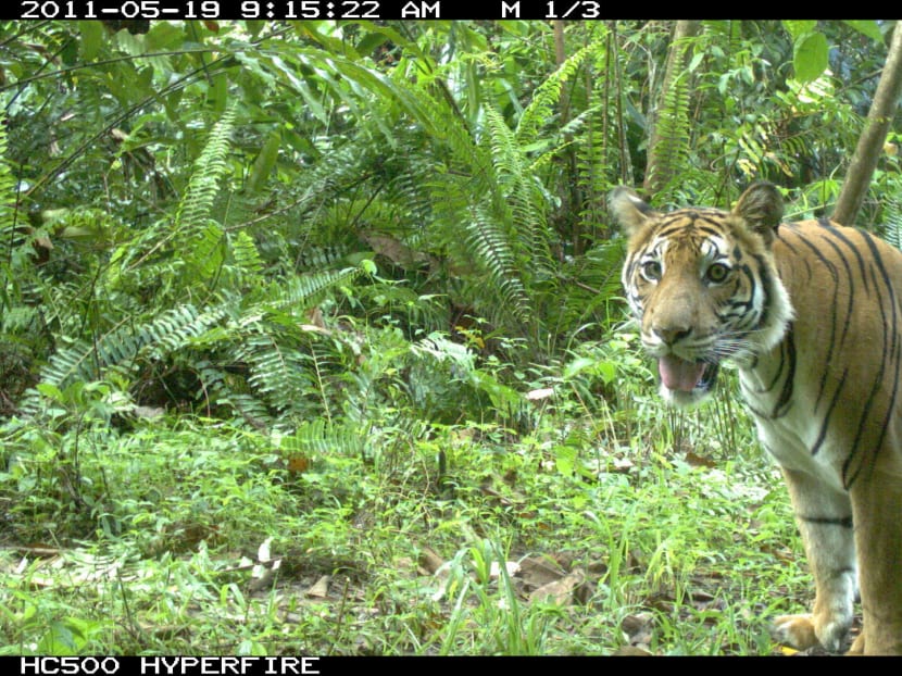 The Big Read: Heeding the call of the wild, S’porean conservationists make their mark abroad