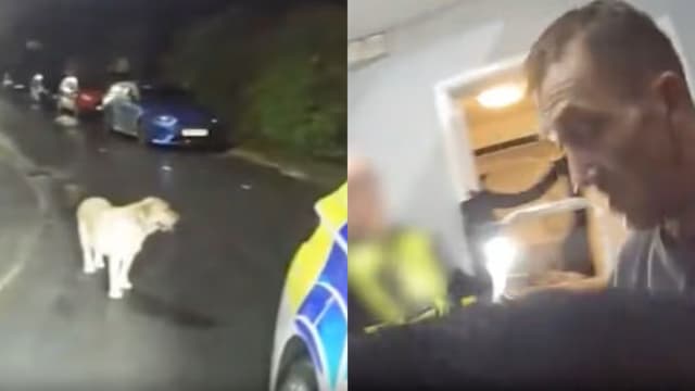 主人弃狗逃跑 忠犬反带警员找到藏身处