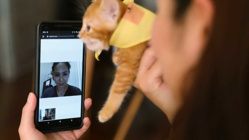 Sick animal at home? Pet owners turn to video consultations with vets, house calls