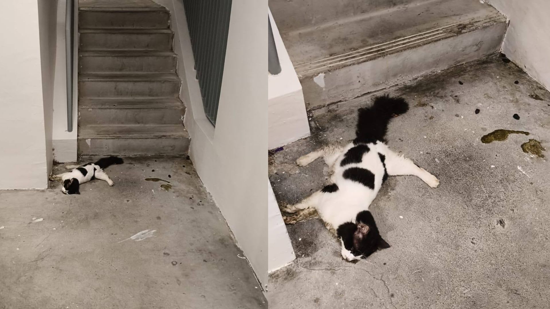＊猫麟＊ 义顺社区猫KingKong纪念角落附近再有猫疑被虐死- 8world
