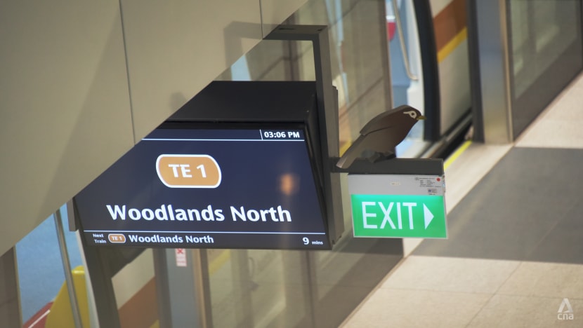 Banyan trees and bulbuls: How Thomson-East Coast Line Stage 2 stations were inspired by nature Banyan trees and bulbuls: How Thomson-East Coast Line Stage 2 stations were inspired by nature