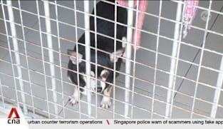 Animal Lovers League says it is hard to sustain care due to lack of funds and expensive bills 