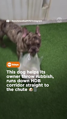 Who else needs a furry assistant like this? 🥰 #8dayssg #8dayssgtrending #frenchie #dog #sgfyp