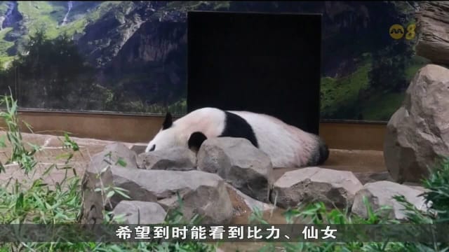 大熊猫比力和仙女启程返回中国 日本民众凌晨送行
