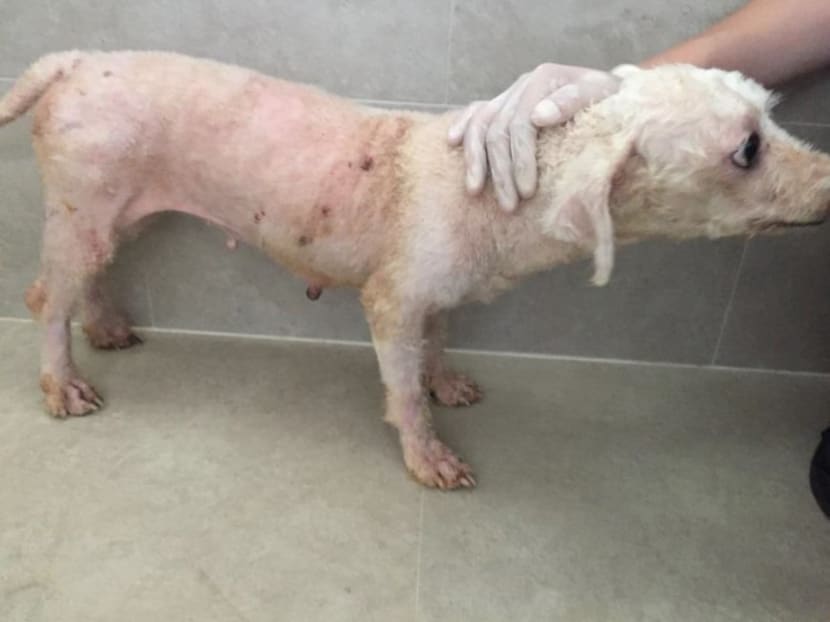 Owner of pet grooming school jailed, fined for abandoning 18 dogs Owner of pet grooming school jailed, fined for abandoning 18 dogs