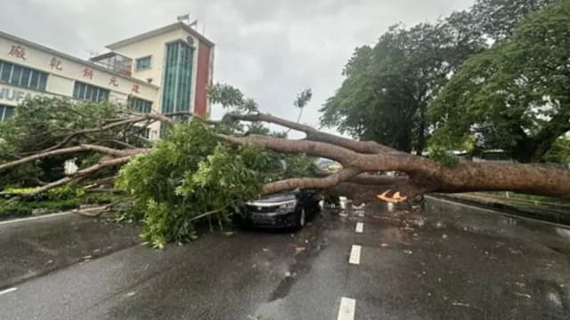 槟城连日狂风暴雨刮倒上百棵树 70多处突发性淹水