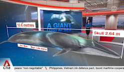 Omura's whale carcass found in Singapore last year sheds light on lesser-known species Omura's whale carcass found in Singapore last year sheds light on lesser-known species