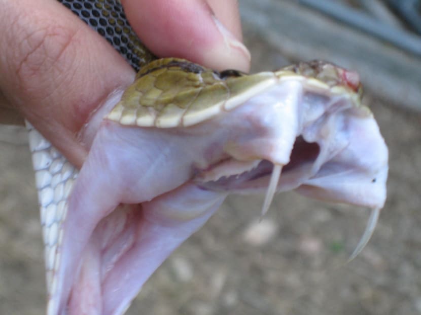 Food shows to binge on while you stay in