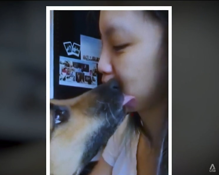 Meet Butter, a dog that can potentially save its diabetic owner's life