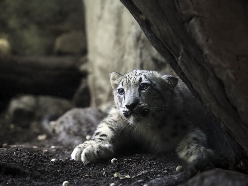 Snow leopard born in Bronx Zoo makes debut
