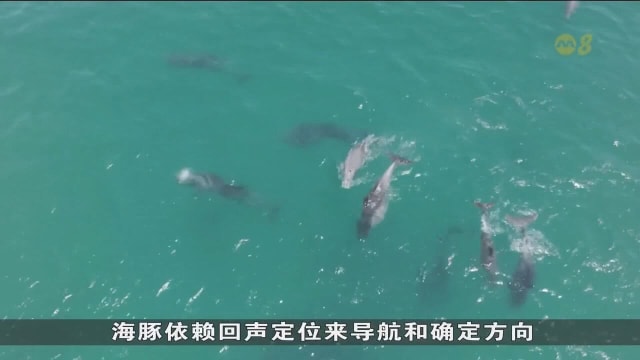 过度旅游和海洋污染 严重威胁济州岛海豚生存