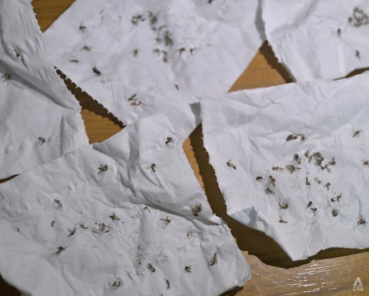 Rowell Road residents battle nightly 'onslaught' of mosquitoes as NEA finds 7 breeding sites, takes action against culprits